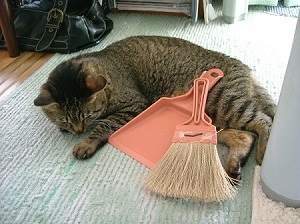 看板ねこ